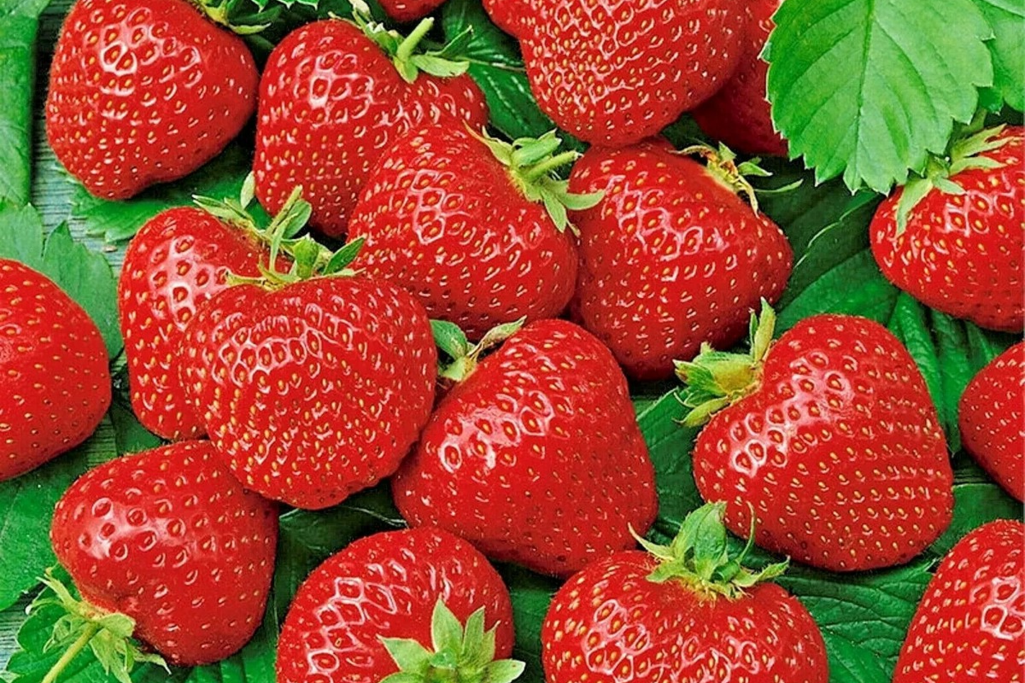Ruby Brite Strawberry Seeds - 150 Non-GMO Fragaria × ananassa for Home Gardens & Containers