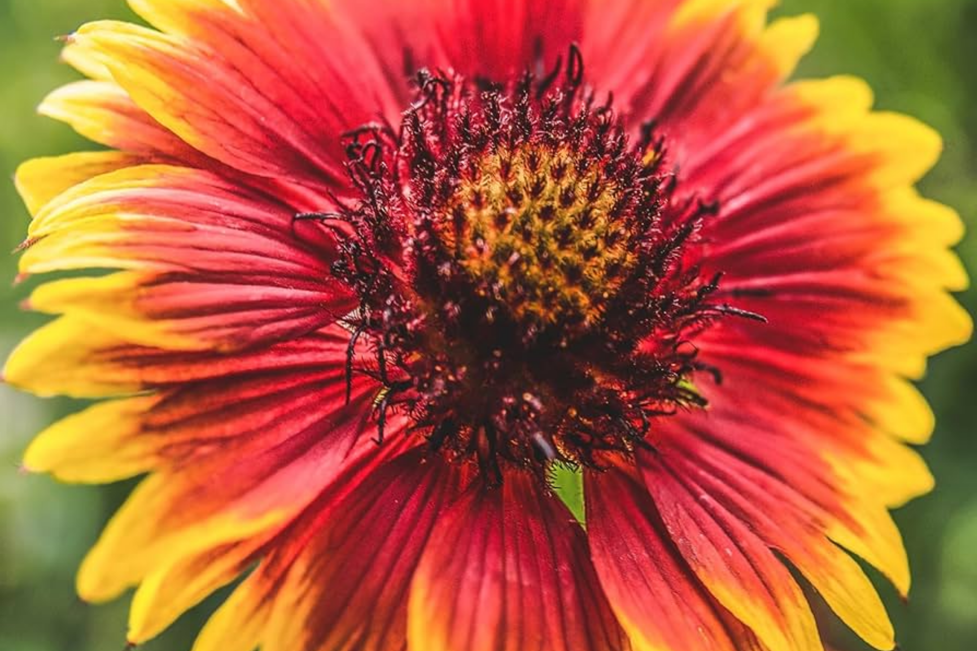 Rosso Raven Blanket Flower Seeds – Gaillardia aristata – Vibrant Red and Yellow Blooms – 200 Non-GMO Seeds for Gardens