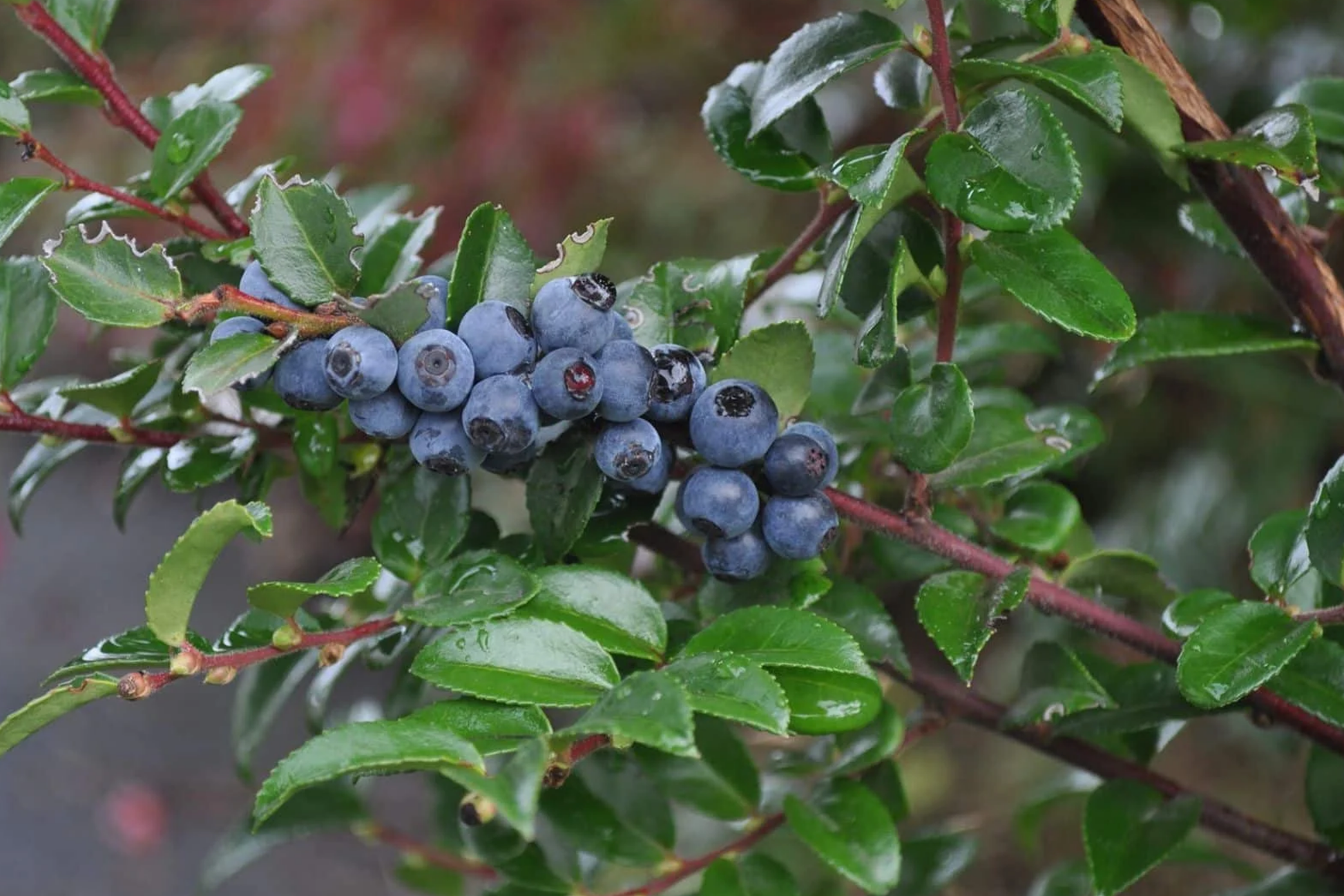 Huckleberry Seeds - Non-GMO Solstice Variety for Home Gardens - 125/300/500 Seeds Vaccinium spp.