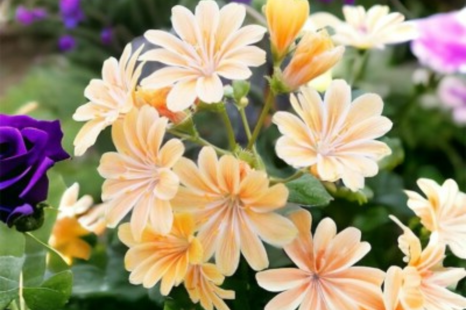 Lewisia Seeds - Retro Pop Mix Flower Seeds - Colorful Non-GMO Garden Variety - Lewisia cotyledon
