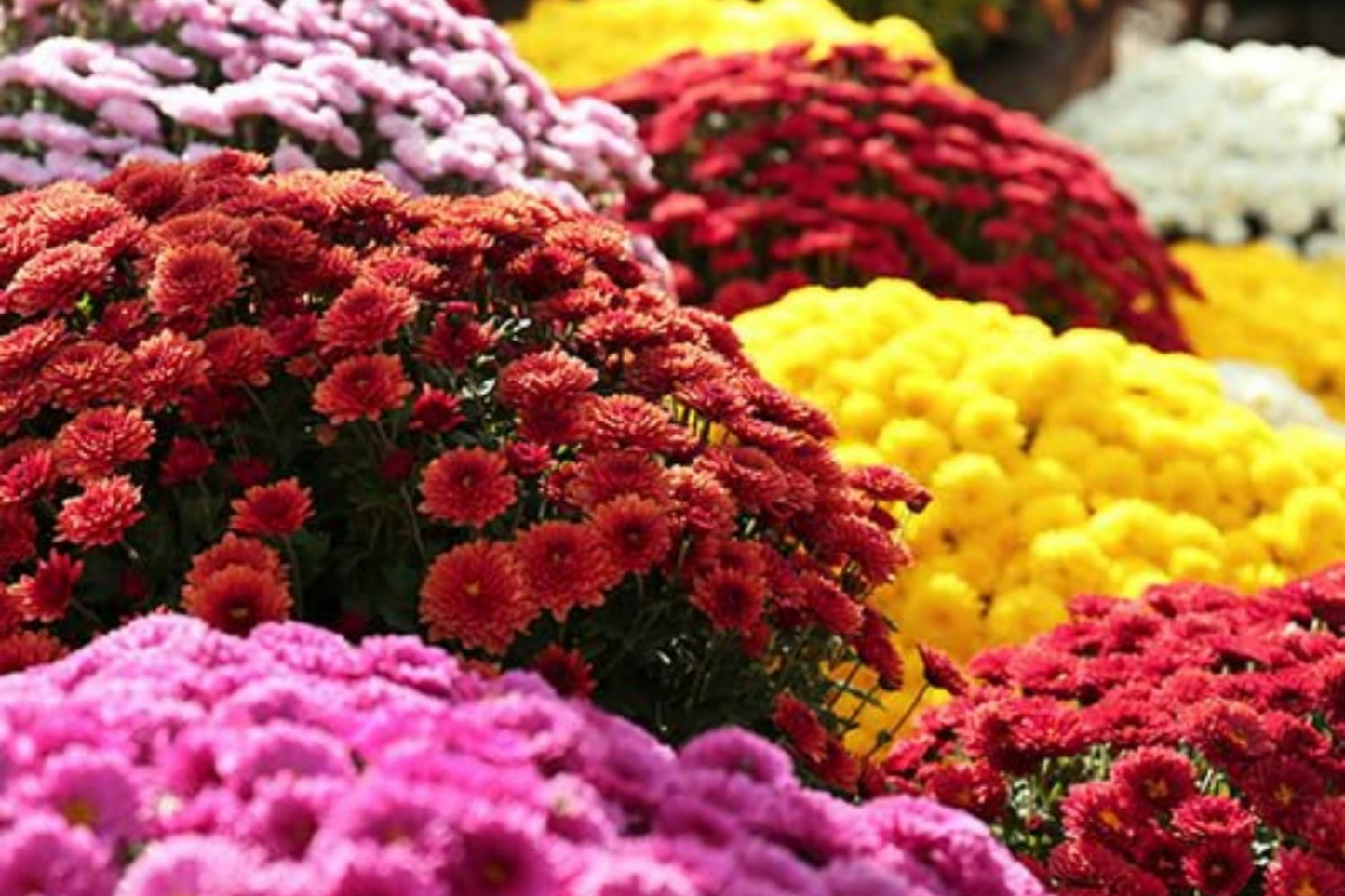 Magic Cranberry Mum Seeds – Chrysanthemum morifolium, 200+ Garden Flower Seeds for Fall Decor, Vibrant Cranberry Blooms