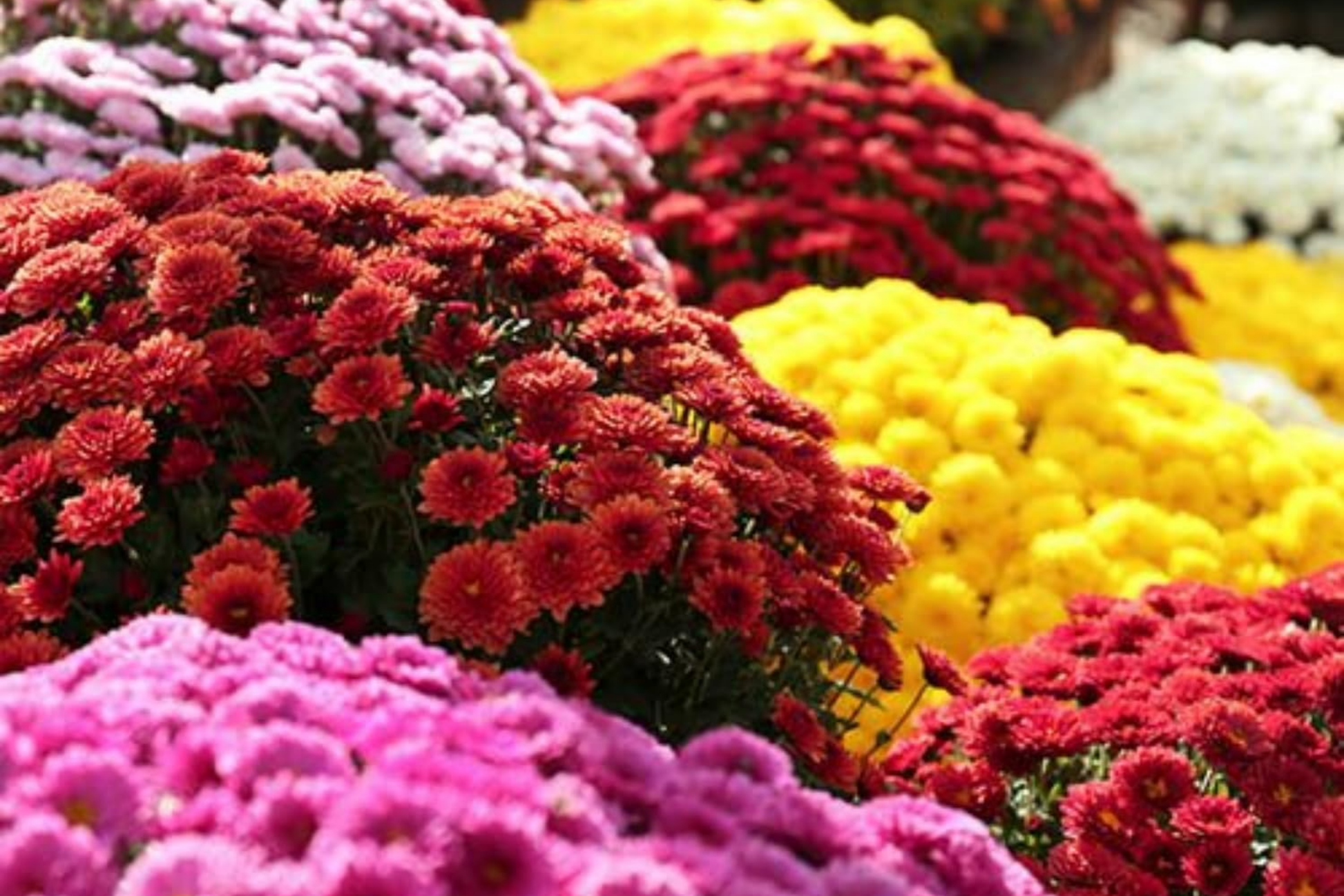 Magic Cranberry Mum Seeds – Chrysanthemum morifolium, 200+ Garden Flower Seeds for Fall Decor, Vibrant Cranberry Blooms