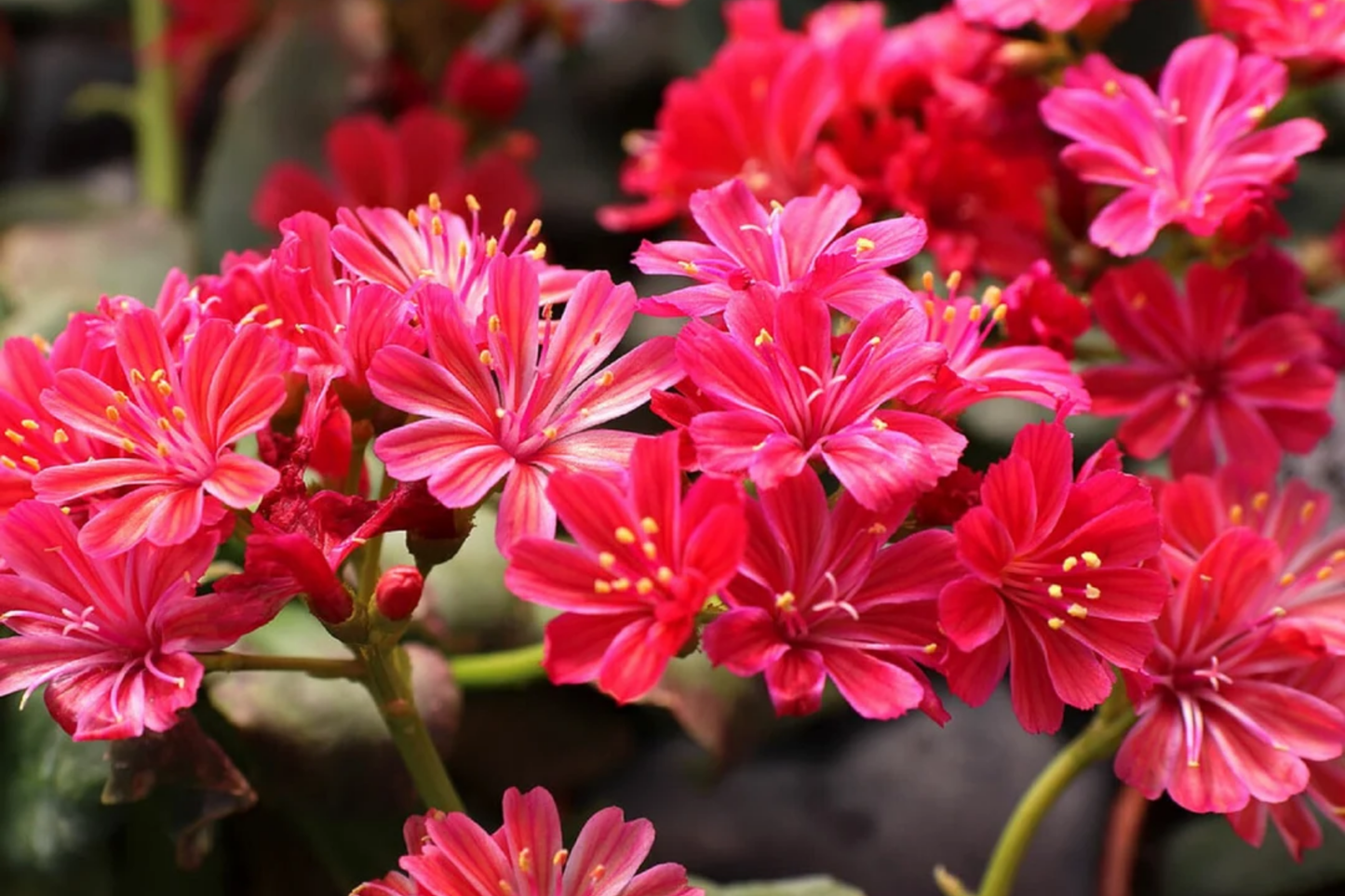 Lewisia cotyledon Pinkie Seeds – Non-GMO Flower Seeds for Gardens & Containers, 35 or 100 Pack