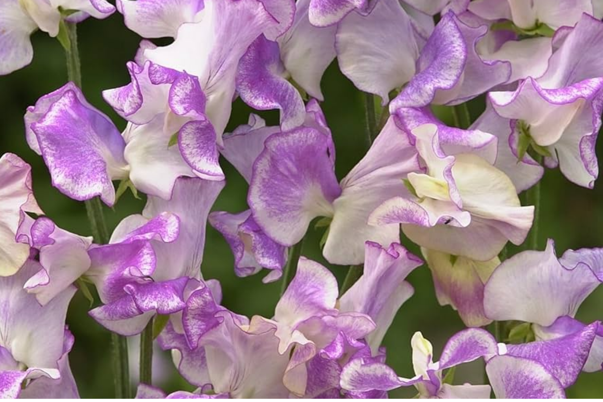 Sweet Pea Seeds - 35+ Non-GMO Flower Seeds for Gardening - Lathyrus odoratus Annual Climbing Vine