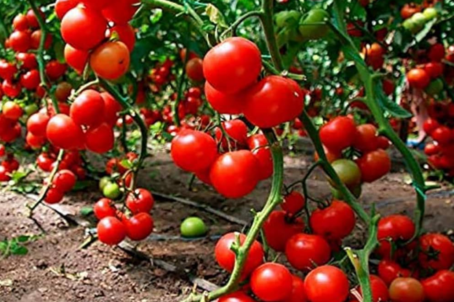 Super Sweet Tomato Seeds - 50+ Non-GMO, Juicy, Flavorful, High Yield, Solanum lycopersicum, Perfect for Home Gardening