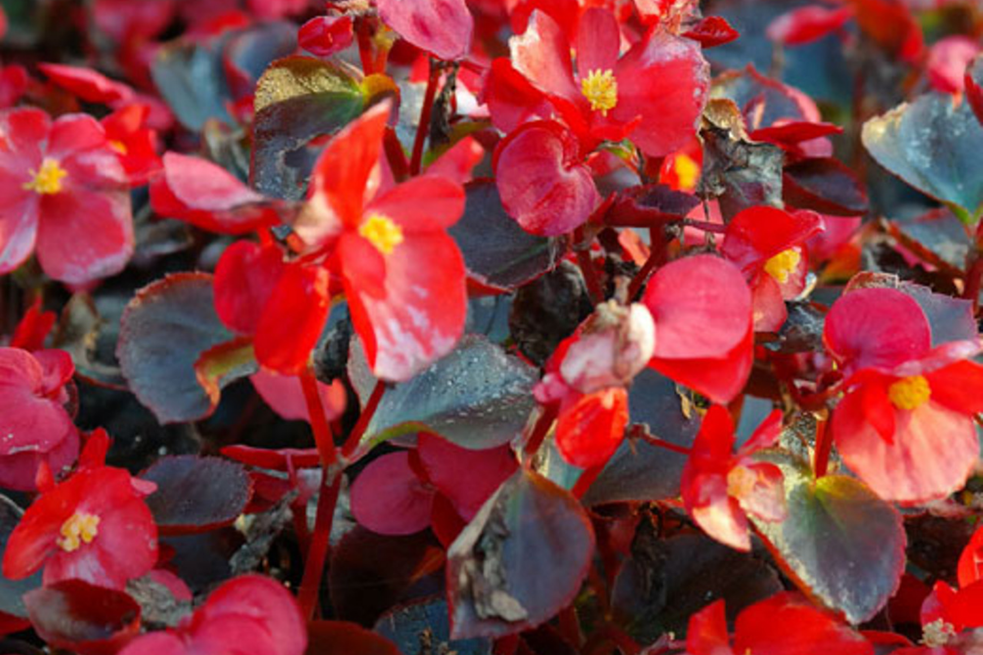 Tender Bloom Begonia Seeds - Non-GMO Flower Seeds for Pots & Garden Beds - Begonia x hybrida - 45 or 125 Seeds