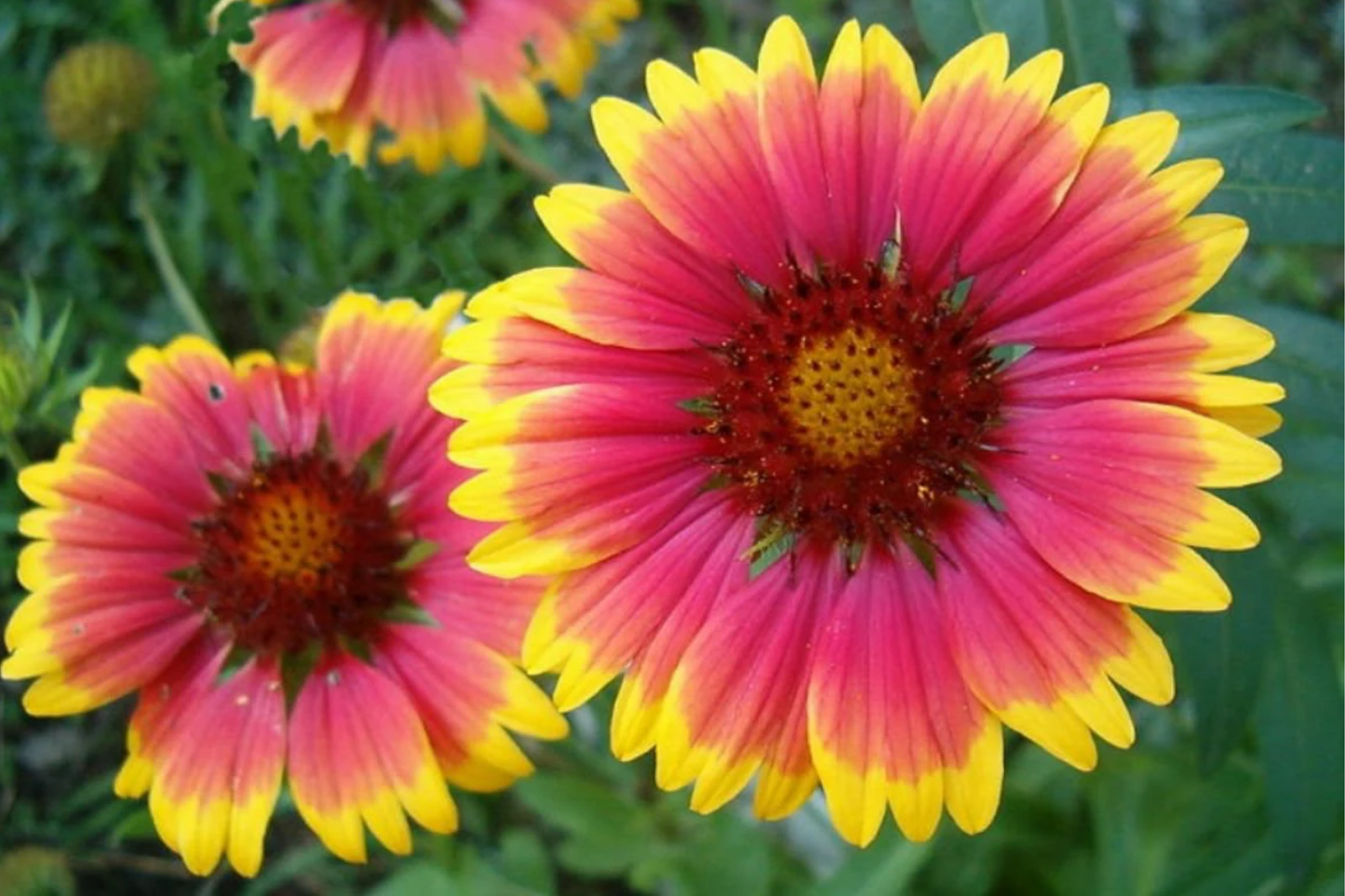 Golden Joy Blanket Flower Seeds - 200 Non-GMO Gaillardia aristata Seeds for Bright Yellow Blooms, Drought Tolerant Perennial Garden Flowers