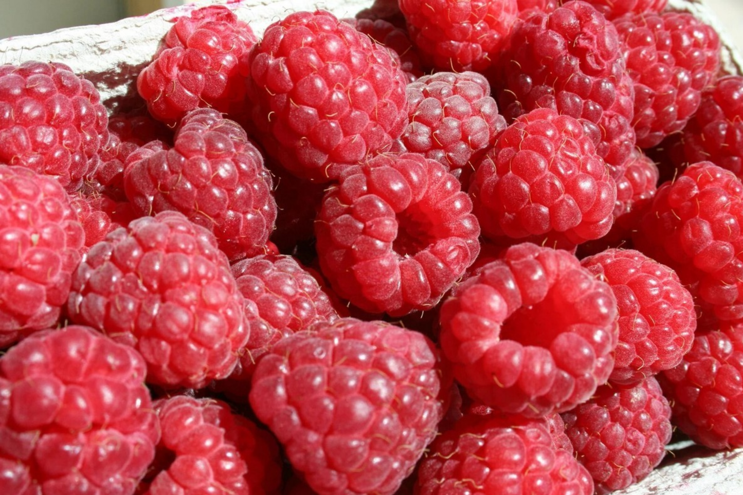 Starling Raspberry Seeds - Non-GMO Rubus idaeus Fruit Seeds, 125 Pack for Home Gardening and Berry Cultivation