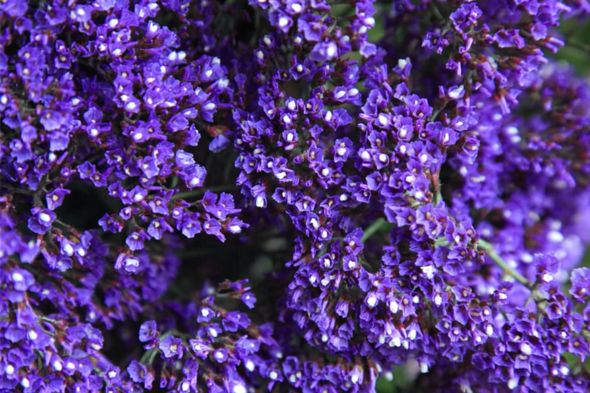 Statice Seeds - Serenade Mix Non-GMO Flower Seeds for Garden, Limonium sinuatum, Bright Colorful Blooms, Cut & Dried Flowers, 85 Seeds