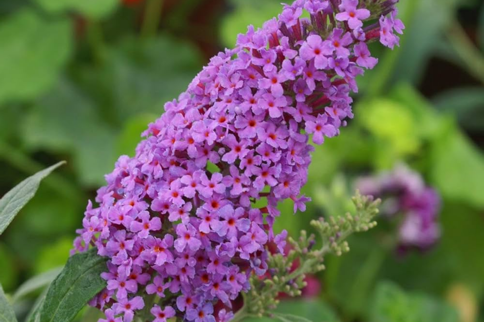 Butterfly Bush Seeds - 250 Count, Fragrant Buddleia Davidii Perennial for Pollinators, Garden Borders & Cut Flowers