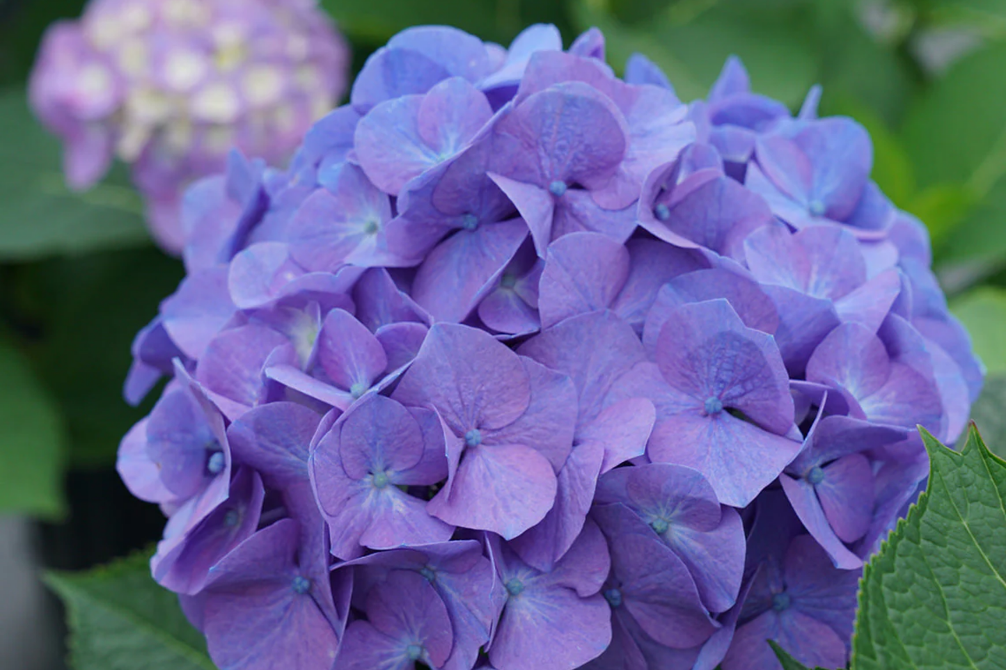 Hydrangea Seeds - Bloomwonder Variety - Non-GMO Flower Seeds for Garden Planting - Vibrant Pink, Blue, Purple Blooms