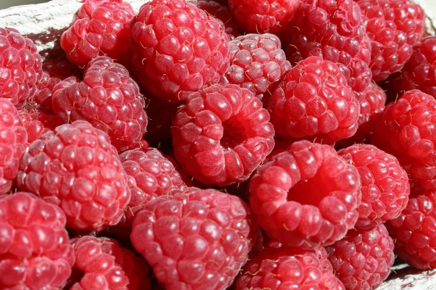Rove Raspberry Seeds Bulk Non-GMO Fruit Seeds for Home Garden, Rubus idaeus, 125/300/750 Count