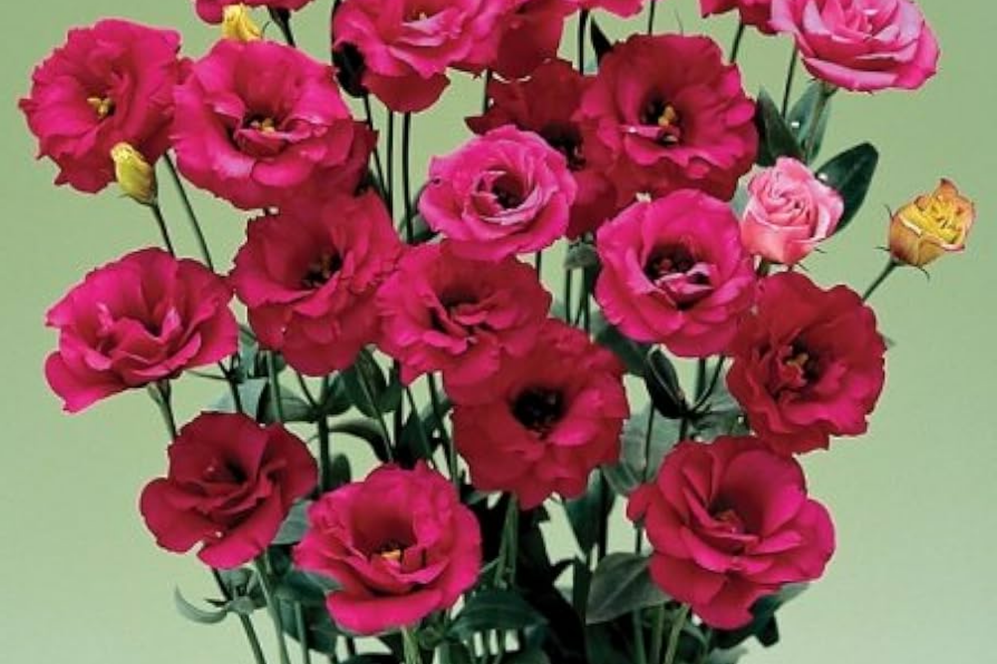 Raspberry Dalliance Lisianthus Seeds - Non-GMO Heirloom Eustoma grandiflorum Flower Seeds for Cutting Gardens