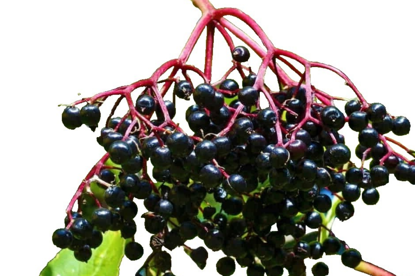 Sable Elderberry Seeds - Non-GMO Sambucus canadensis Berry Seeds for Planting, Attracts Pollinators, 175 or 450 Pack