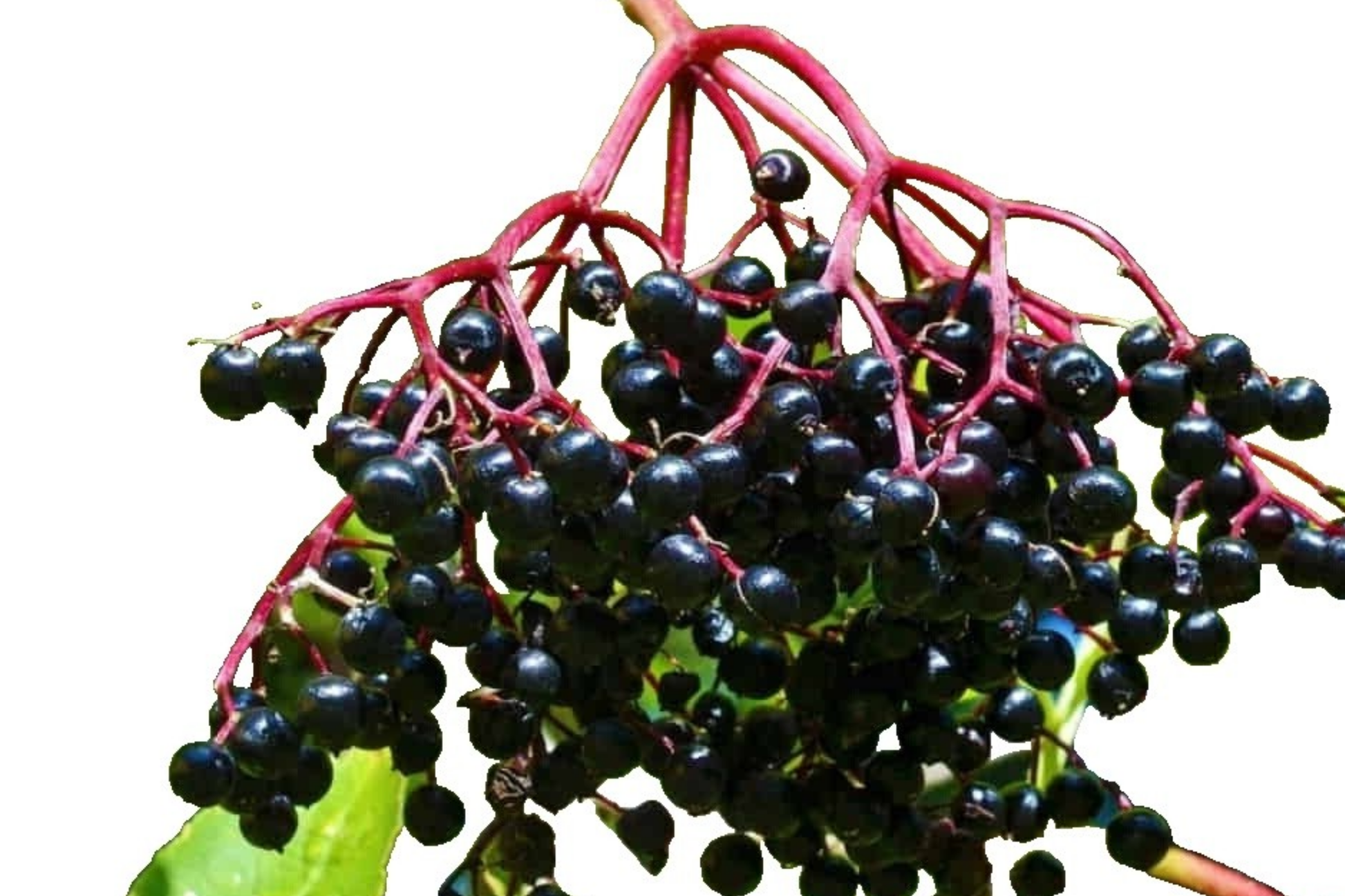 Sable Elderberry Seeds - Non-GMO Sambucus canadensis Berry Seeds for Planting, Attracts Pollinators, 175 or 450 Pack