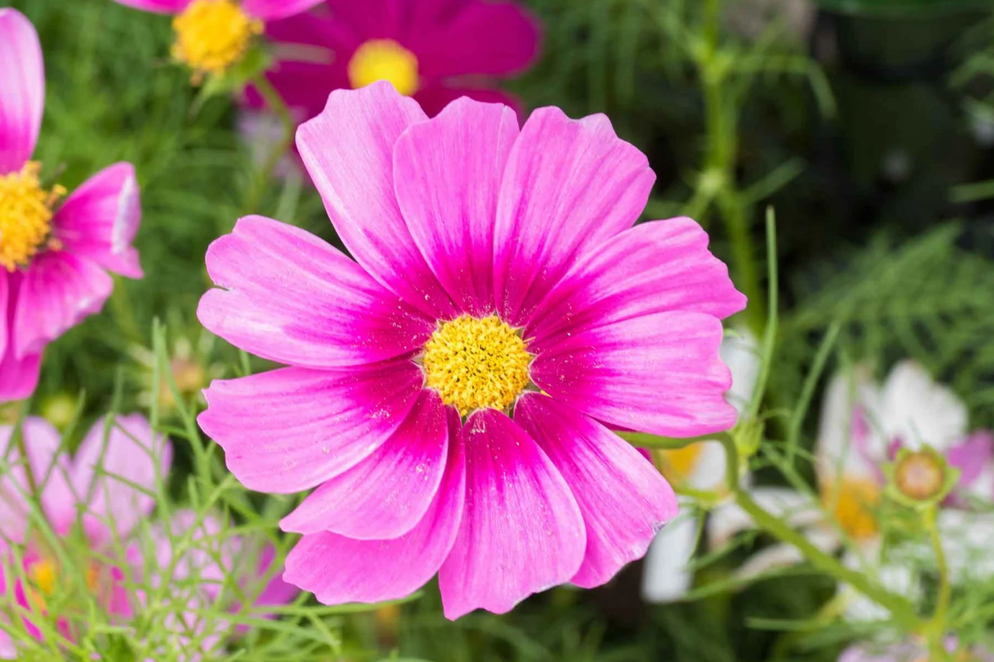 Cosmos Seeds - Bulk Flower Seeds 35+ Cosmos bipinnatus Annual Flower Variety for Borders & Containers