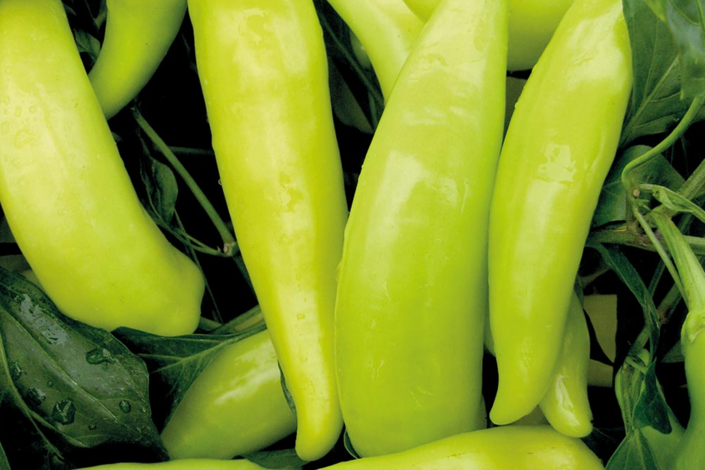 Hungarian Wax Pepper Seeds | Non-GMO, Capsicum annuum, Hot Pepper, Yellow to Red, Fresh Garden Seeds for Container & Outdoor Gardening