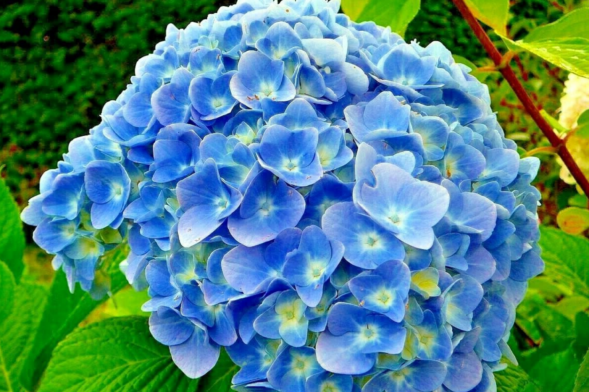 Nikko Blue Hydrangea Seeds - Non-GMO Flower Seeds for Blue Blooms - Hydrangea macrophylla, 85 or 250 Pack