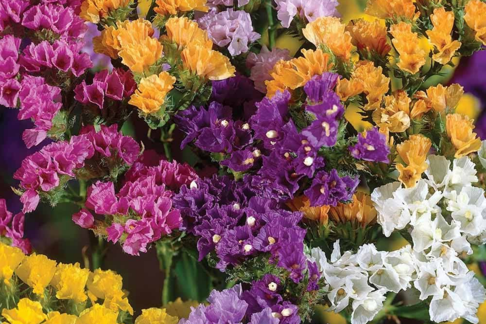 Statice Seeds Lavender Hue Non-GMO Limonium sinuatum for Garden, Cut Flowers & Dried Arrangements, 85 Seeds
