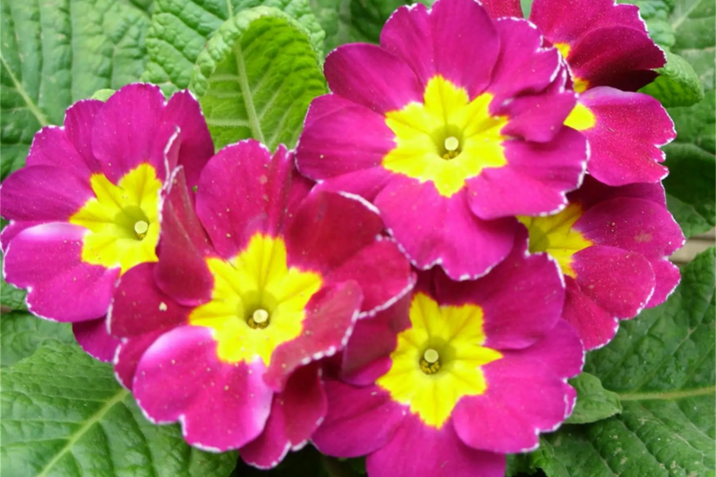Primrose Seeds - 125+ Flower Seeds, Bulk Annual Primula vulgaris, Vibrant Colors for Garden, Container & Border Planting