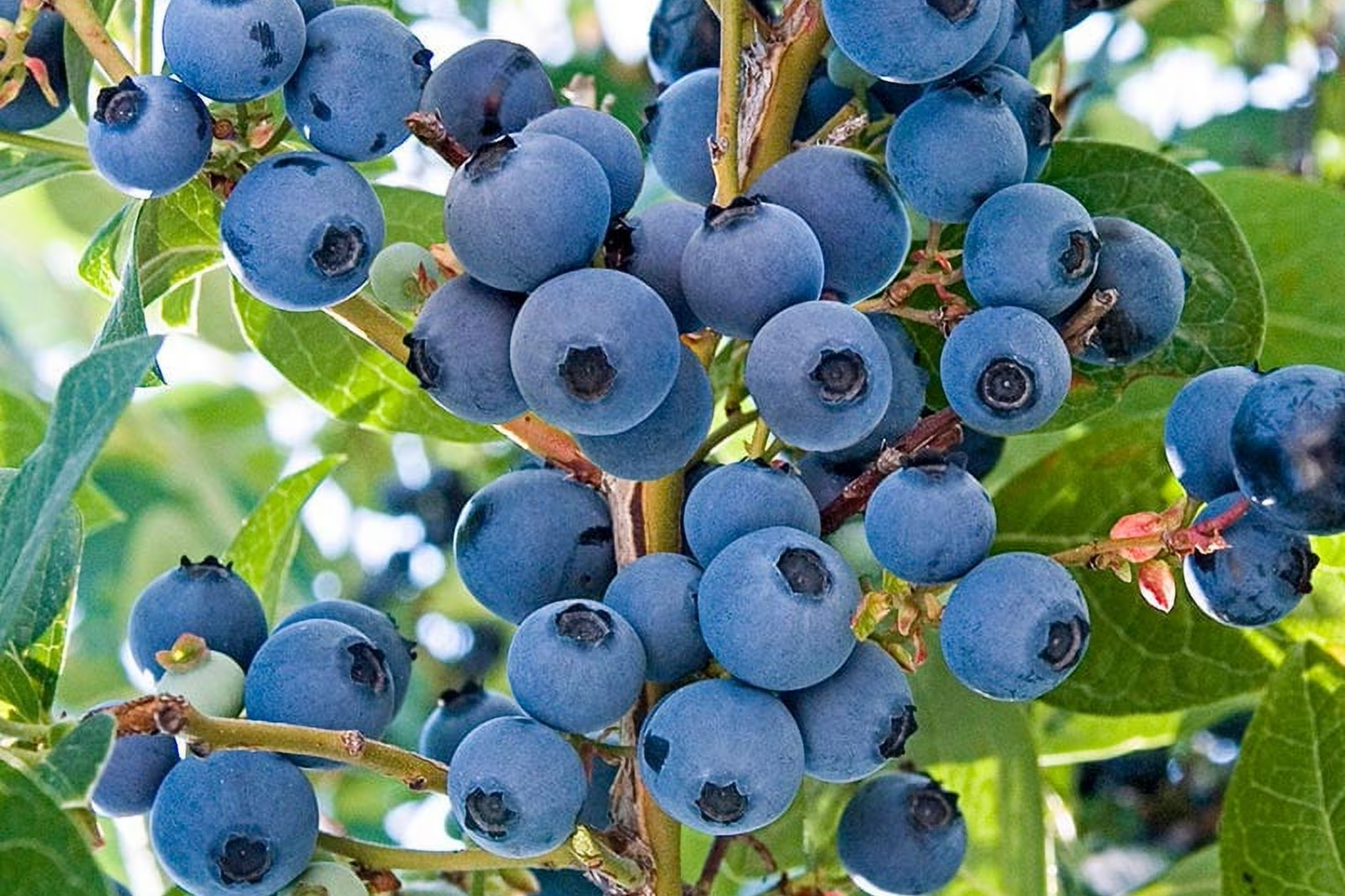Northern Highbush Blueberry Seeds - 250+ Vaccinium corymbosum Heirloom Non-GMO Perennial for Home Gardens
