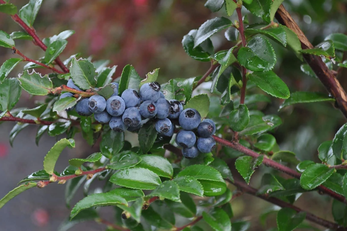 Dusk Huckleberry Seeds - Non-GMO Edible Berry Plant Packets of 125/300/500 Vaccinium deliciosum