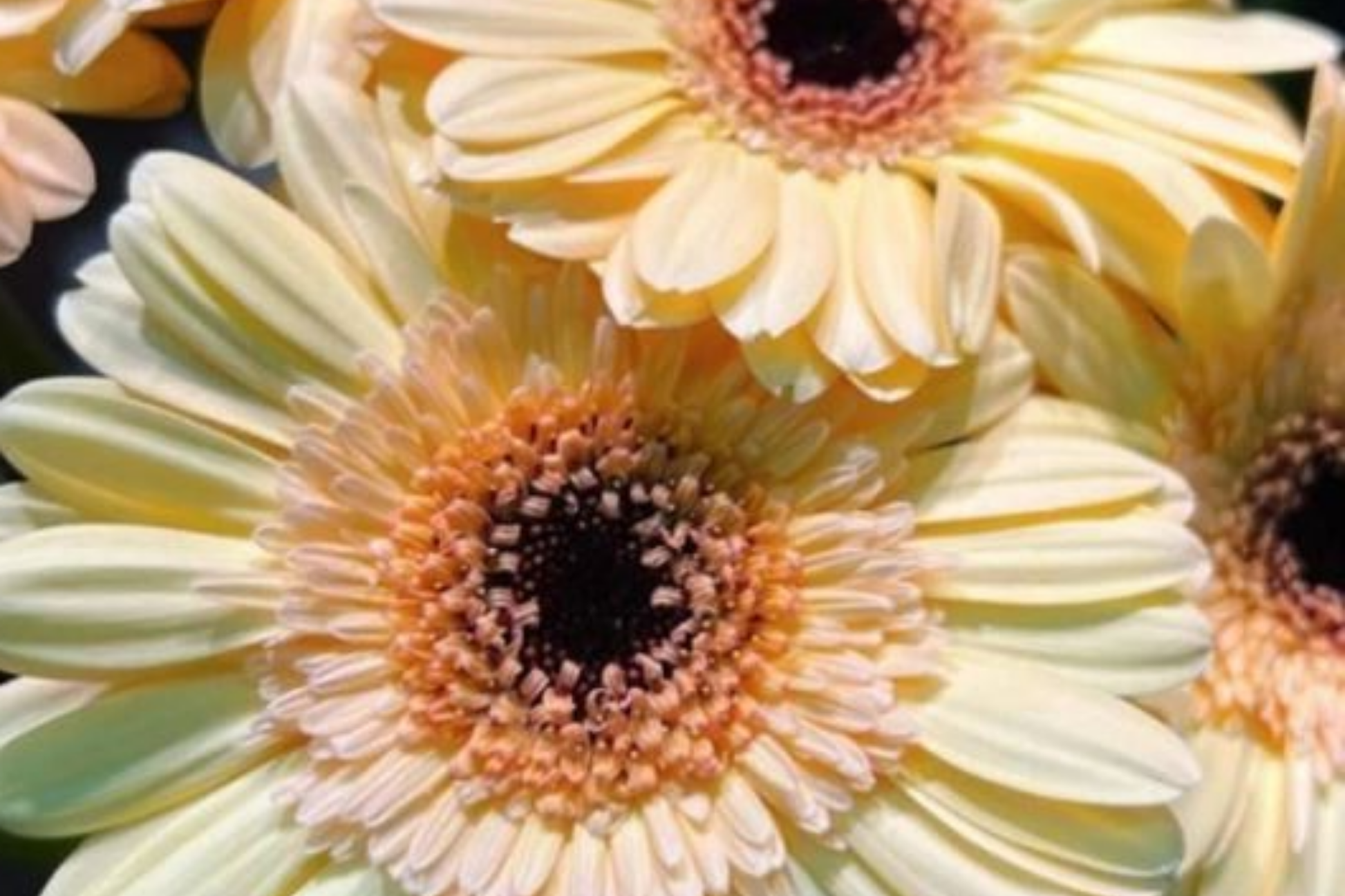 Citrine Zest Mum Seeds – Chrysanthemum morifolium – Bright Yellow Blooms – Garden Flower Seeds – 200+ Seeds