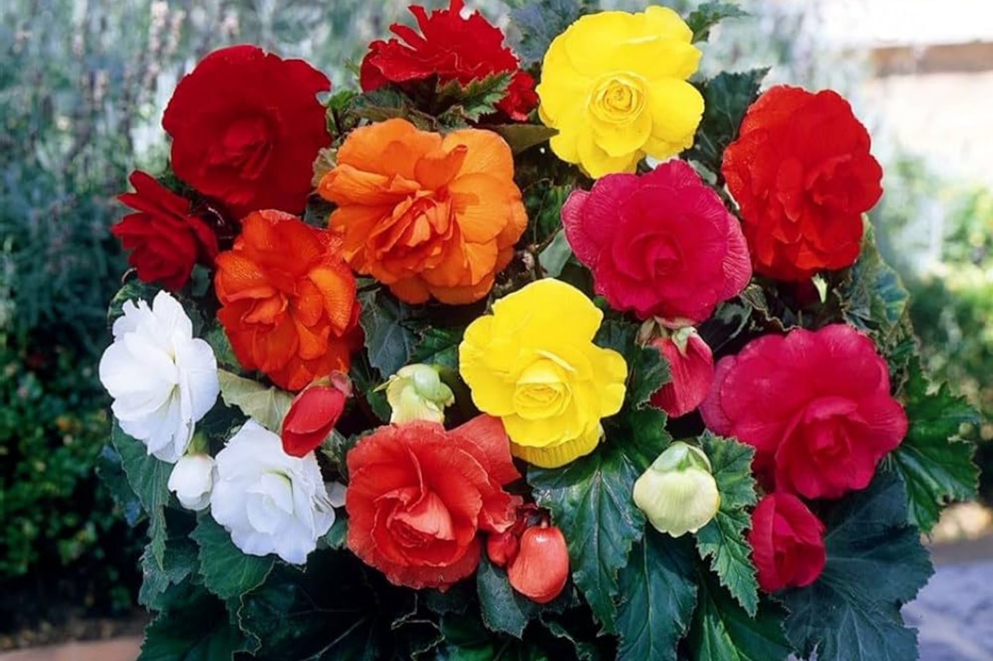 Fragrant Begonia Seeds Packet – 45 Seeds for Indoor & Outdoor Gardens – Begonia x tuberhybrida, Compact & Bushy Growth
