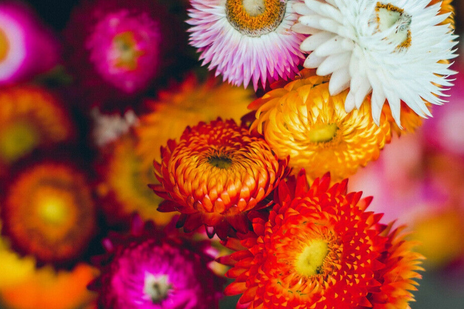 Swiss Giant Mix Strawflower Seeds | Vibrant Colors | Helichrysum bracteatum | Cut & Dried Flowers | Heat Tolerant Annual