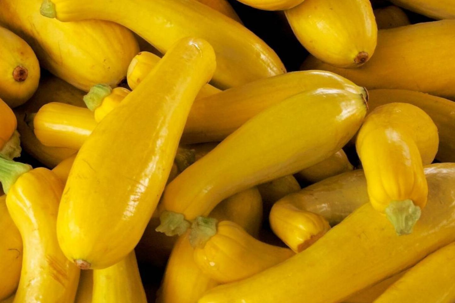 Straightneck Squash Seeds - Non-GMO Heirloom Cucurbita pepo - Fresh USA Garden Seeds