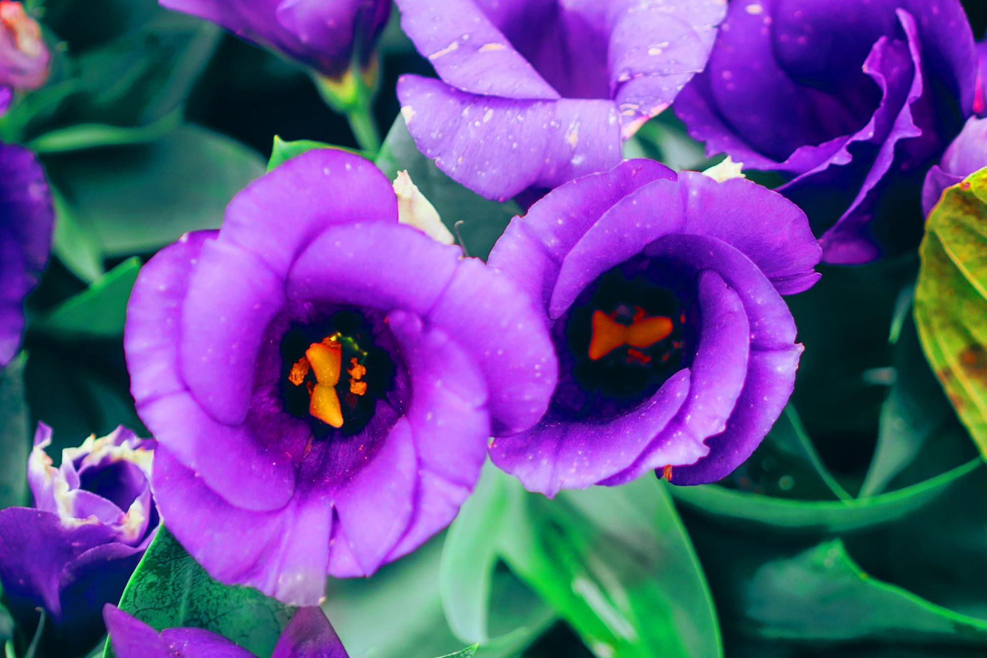Lisianthus Seeds - Purple Odyssey Non-GMO Heirloom Flower Seeds for Borders, Cut Flowers & Containers - Eustoma grandiflorum