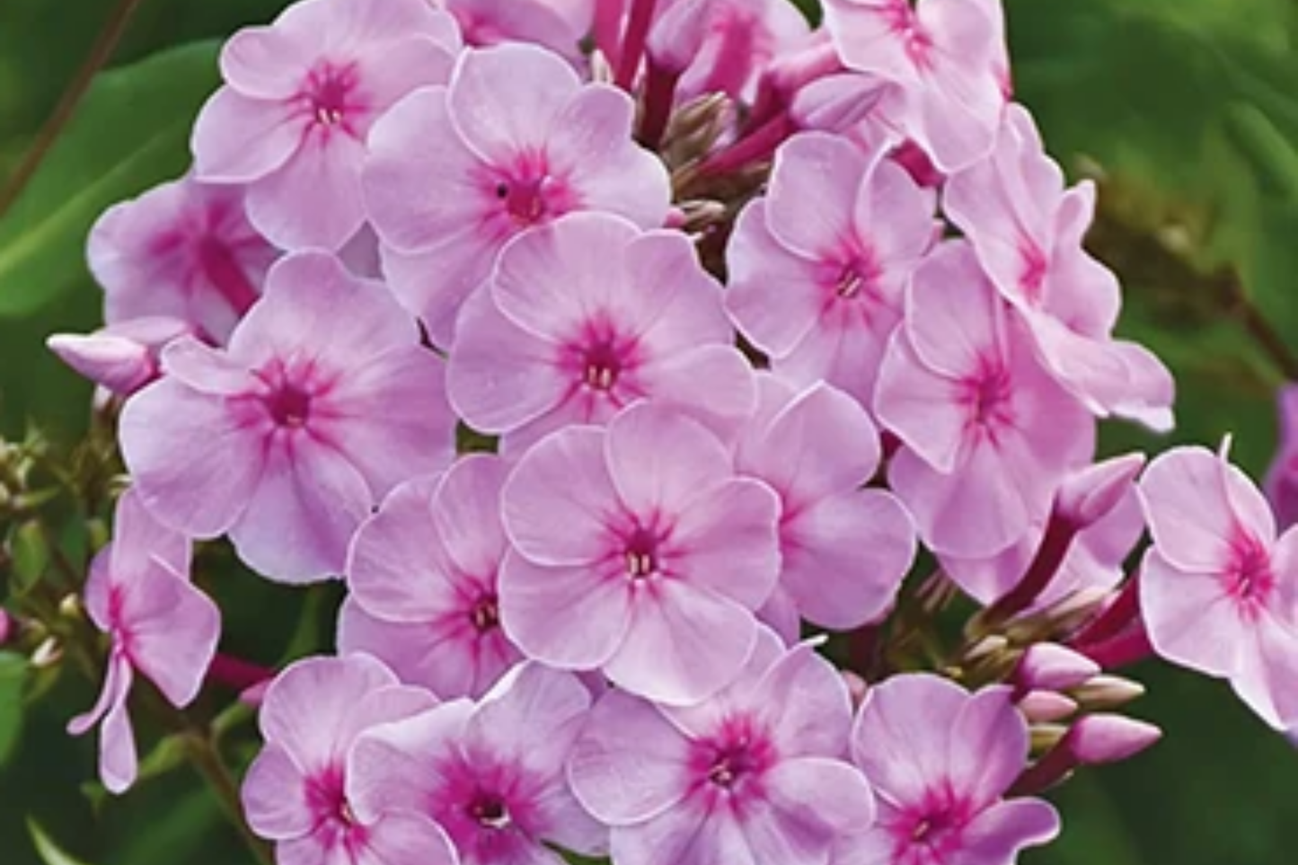 Phlox Seeds - 125 Pack - Azure Beauty - Annual Flower Seeds for Garden - Phlox drummondii