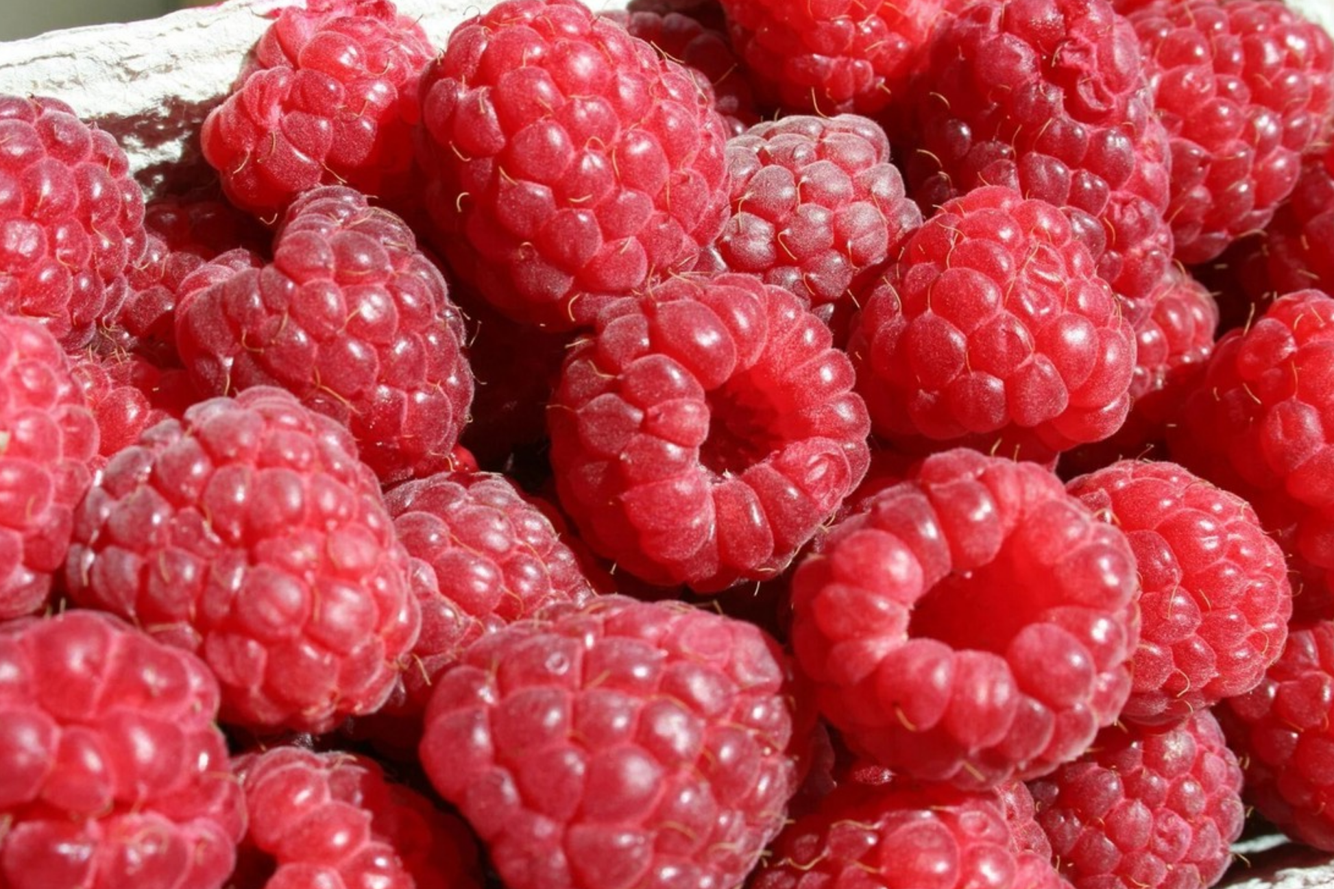 Berrylicious Raspberry Seeds - Non-GMO Fruit Seeds for Gardening, Rubus idaeus, 125 Seeds