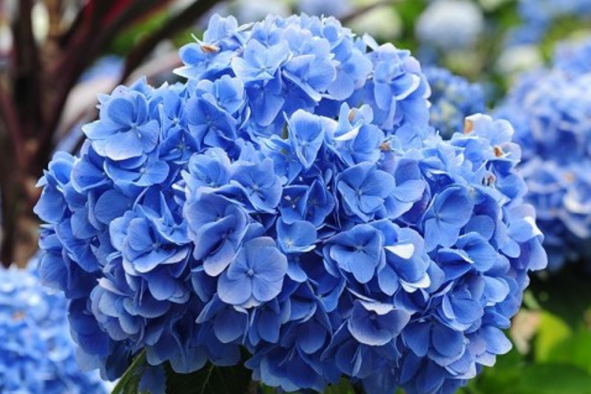 Elara Blue Hydrangea Seeds Pack of 85 or 250 Non-GMO Flower Seeds Hydrangea macrophylla