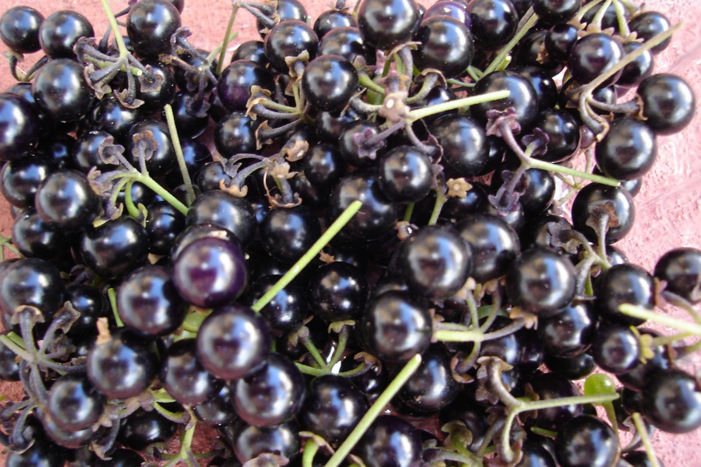 Huckleberry Seeds - Non-GMO Solstice Variety, Pack of 125/300/500, Vaccinium spp. for Gardening and Planting