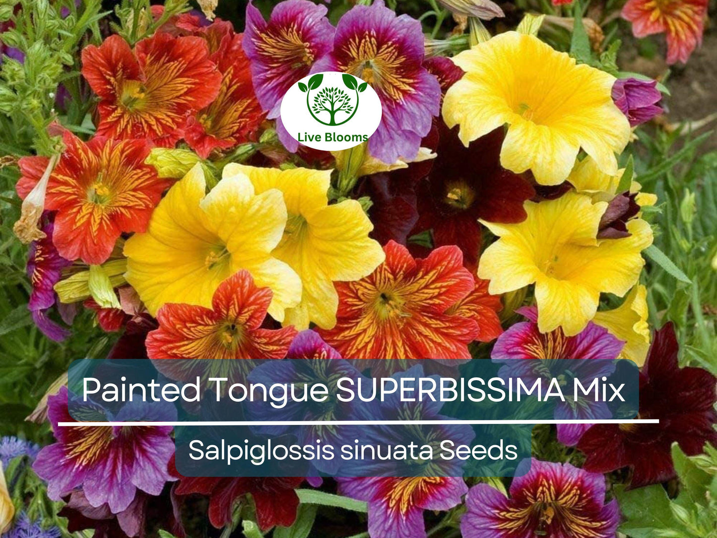 500 Seeds Painted Tongue SUPERBISSIMA Mix Heirloom Salpiglossis Non-GMO Vibrant Annual Flowers