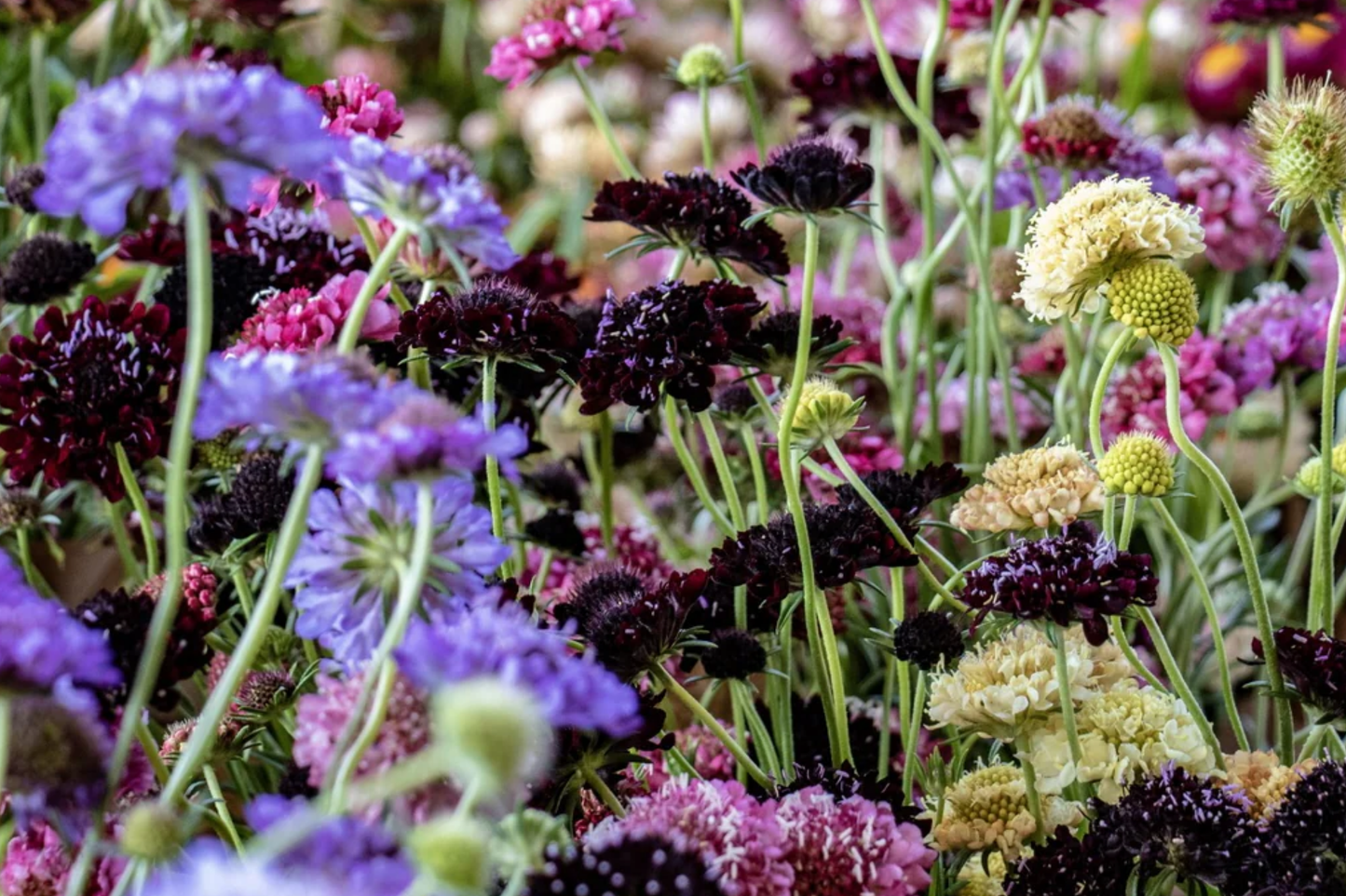 Salmon Queen Scabiosa Seeds - 75+ Annual Flower Seeds for Borders, Containers, Pollinator Attractant - Scabiosa japonica