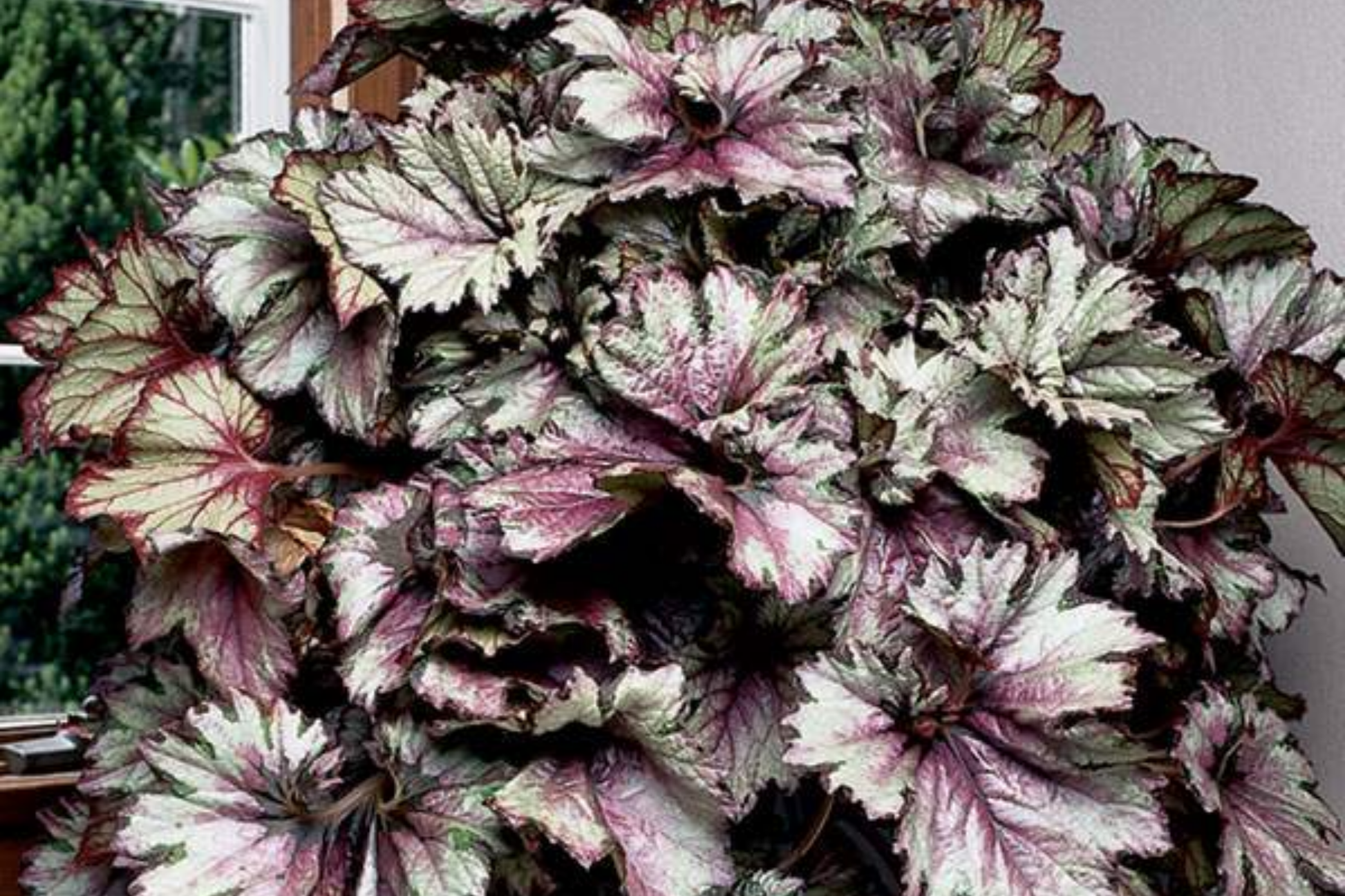 Dazzled Raspberry Blend Begonia Seeds – Flower Seeds for Containers & Garden Beds – Begonia x tuberhybrida – 45/125 Seeds
