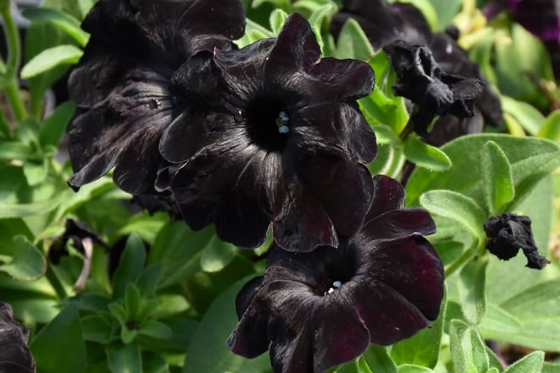 Scarlet Velvet Petunia Seeds - Bulk 1000+ Perennial Flower Seeds - Petunia × atkinsiana for Garden Beds & Containers