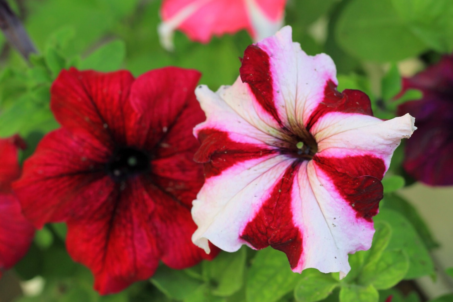 Petunia Seeds - 350+ Annual Flower Seeds for Garden Beds, Containers, Colorful Blooms - Petunia x hybrida