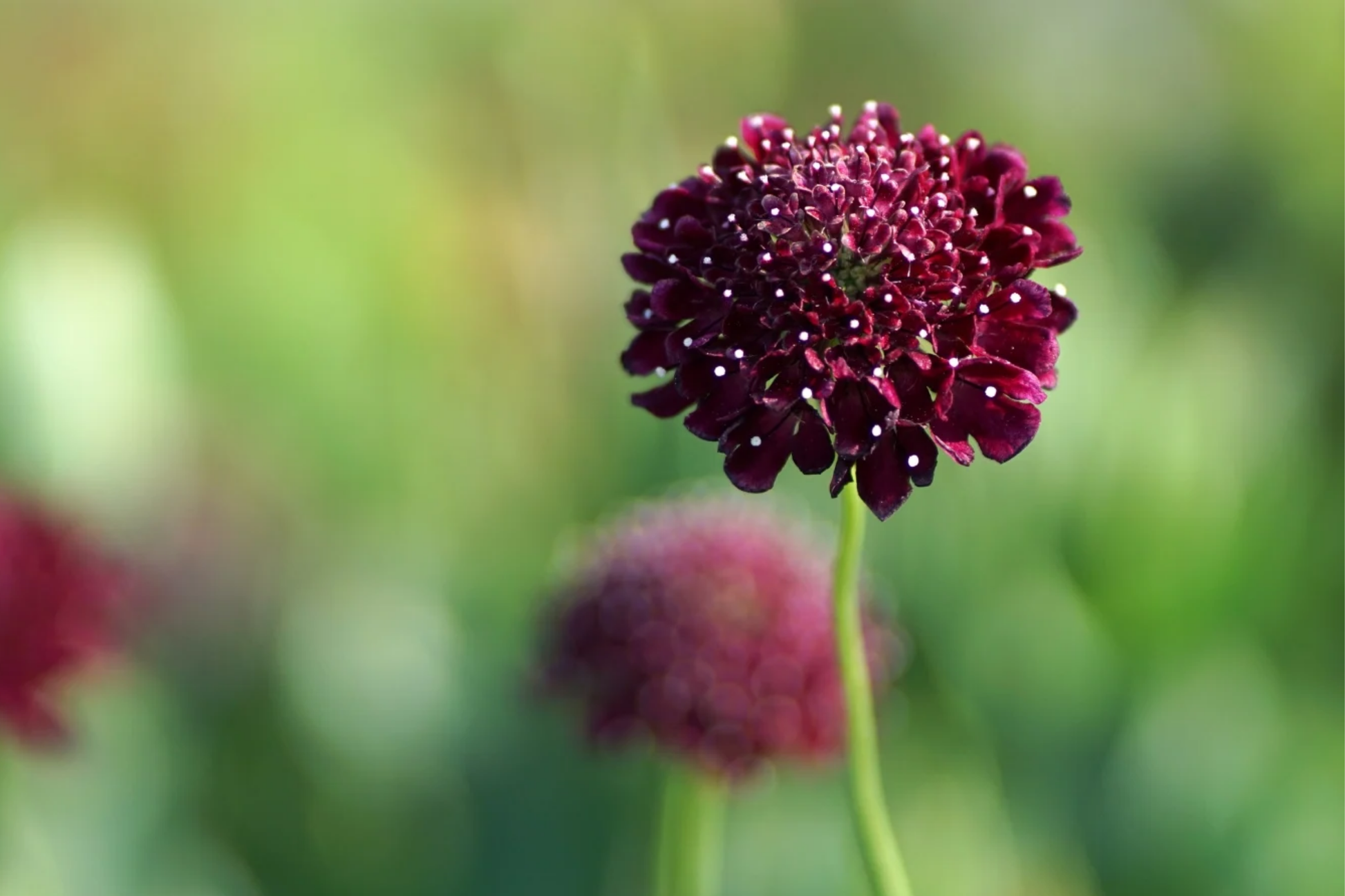 Burgundy Black Queen Scabiosa Seeds - 75+ Annual Flower Seeds for Borders & Containers - Scabiosa atropurpurea
