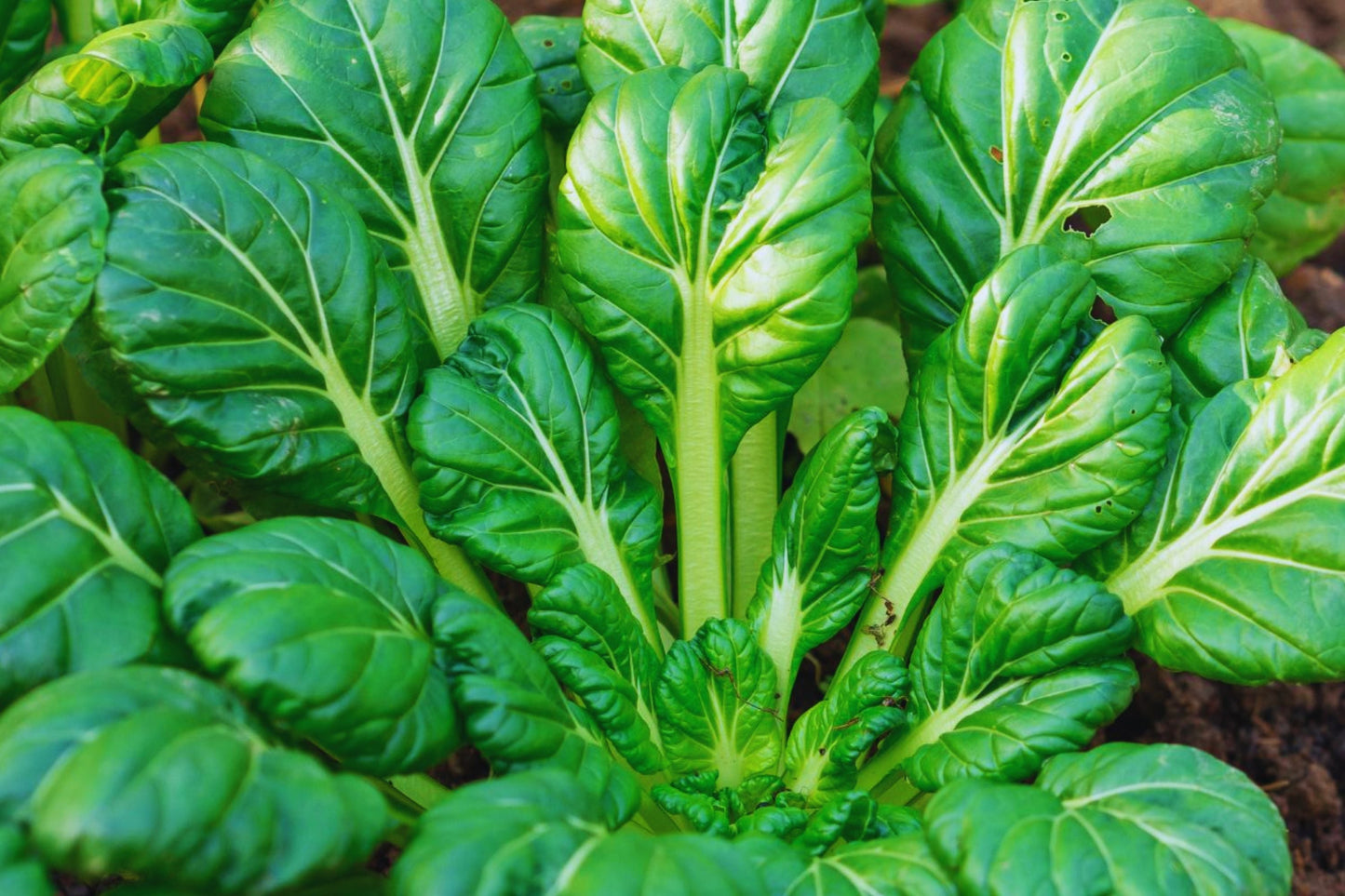 Tatsoi Mustard Seeds Non-GMO Brassica rapa var. narinosa Heirloom Vegetable Gardening Pack