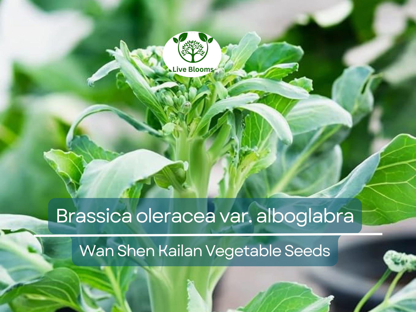150 Seeds Wan Shen Kailan - Brassica oleracea var. alboglabra | Open Pollinated Asian Green for Home Gardens & Culinary Use