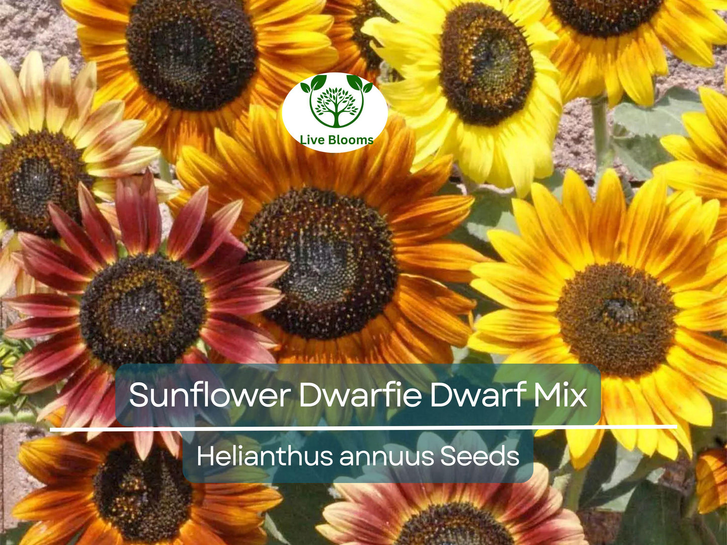 50 Seeds Sunflower Dwarfie Dwarf Mix Non-GMO Mini Sunflowers for Small Gardens & Pollinators