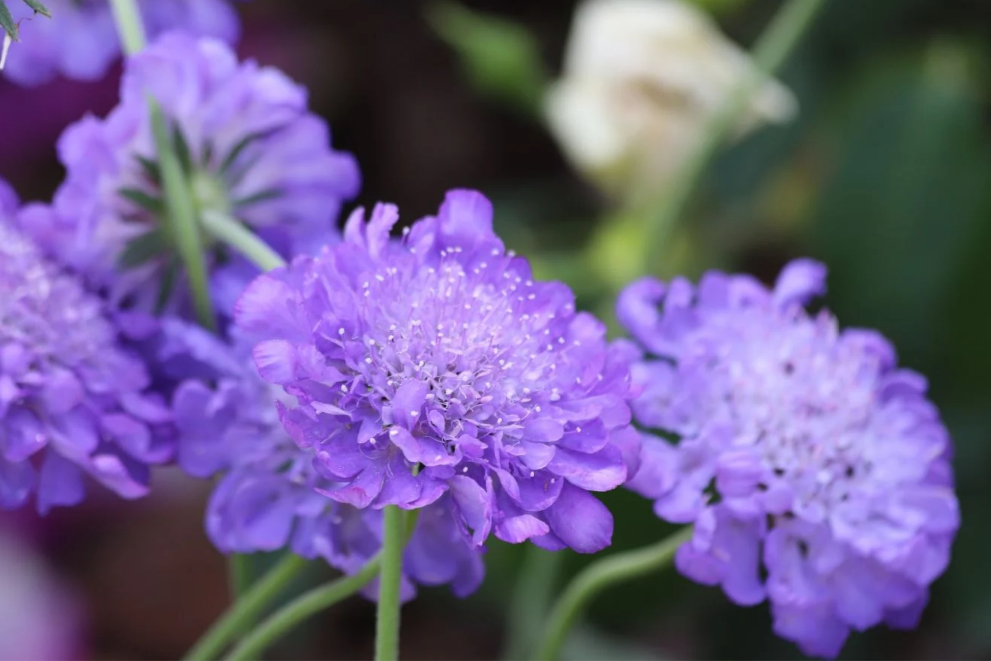 Lavender Scabiosa Seeds - 75+ Annual Flower Seeds for Borders & Containers - Scabiosa columbaria Caprifoliaceae