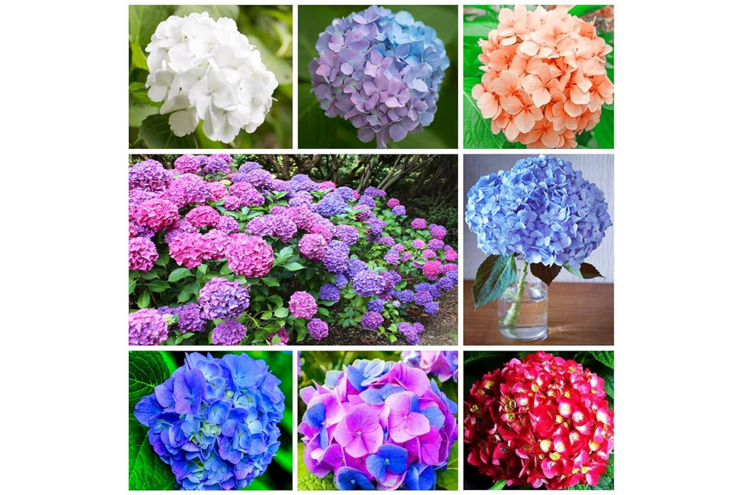 Bouquet Rose Hydrangea Seeds – Non-GMO Hydrangea macrophylla Flower Seeds for Garden, Borders & Containers (85 or 250 Pack)