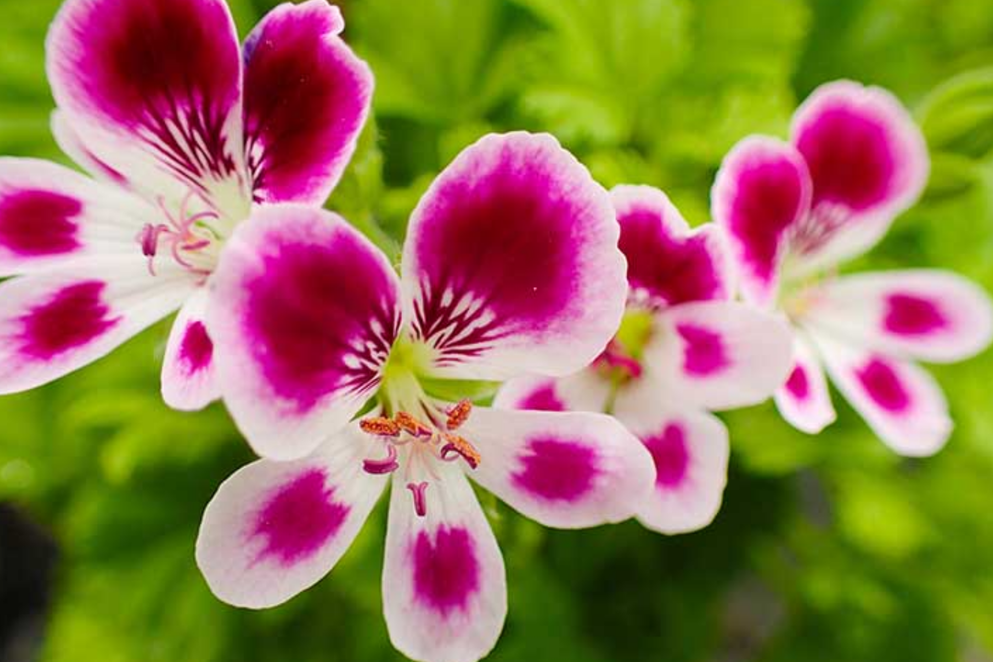 Geranium Seeds 100+ Raspberry Spell Pelargonium x hortorum Fragrant Flower Seeds Non-GMO