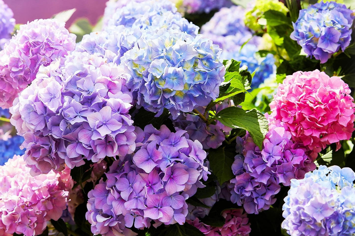 Hydrangea Seeds - Spring Mix Non-GMO Flower Seeds for Gardens & Flower Beds - Hydrangea macrophylla, 85 or 250 Seeds