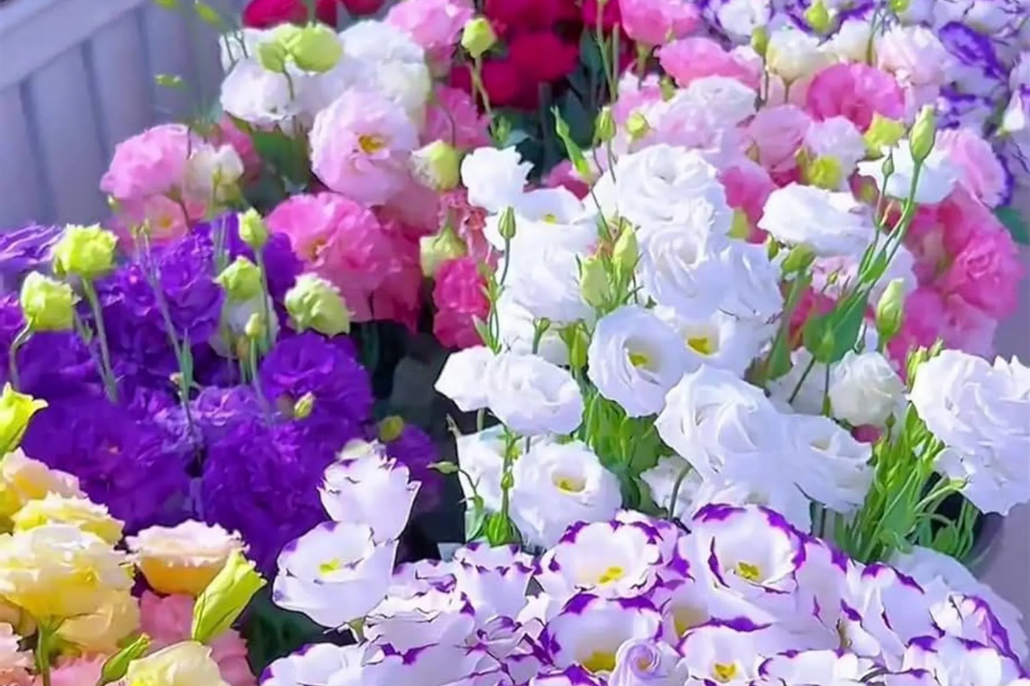 Lisianthus Seeds - Enigma Variety - Non-GMO Heirloom Flower Seeds - Eustoma grandiflorum - Floral Arrangement Garden Plant