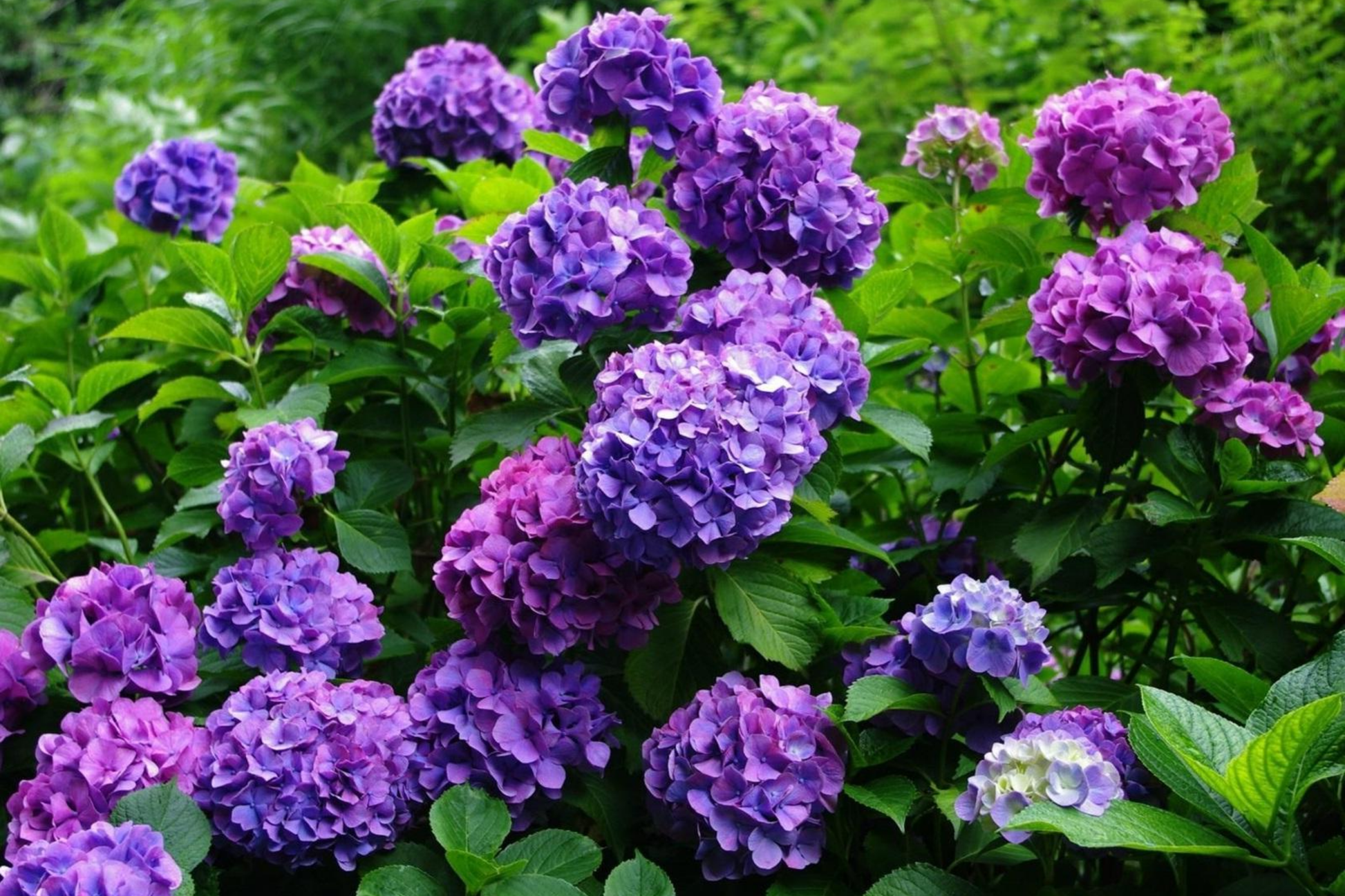 Deep Purple Hydrangea Seeds - Non-GMO Flower Seeds - Hydrangea macrophylla - 85 or 250 Seeds for Garden, Borders, Containers